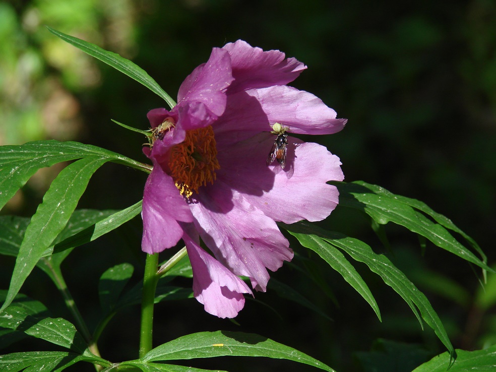 Image of Paeonia anomala specimen.