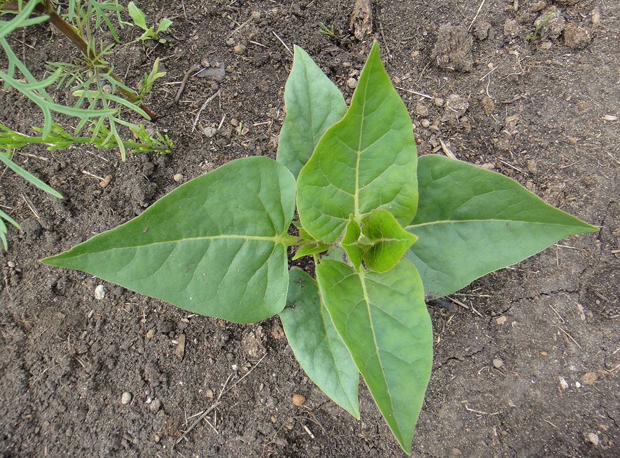 Image of Mirabilis jalapa specimen.