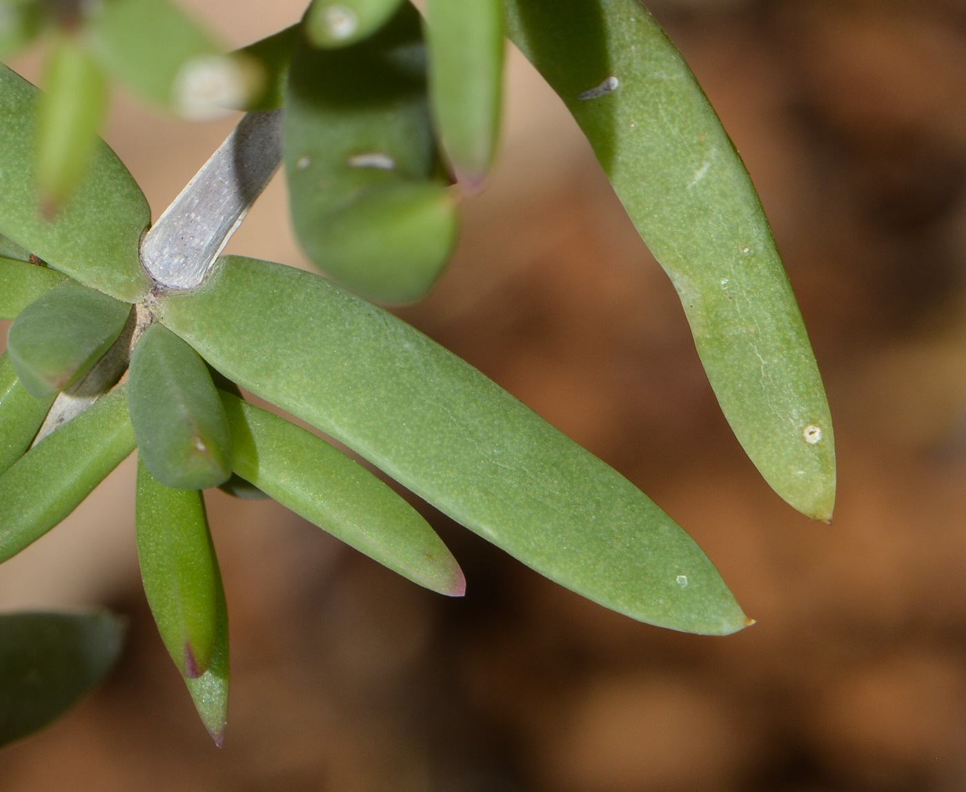 Изображение особи Delosperma luteum.