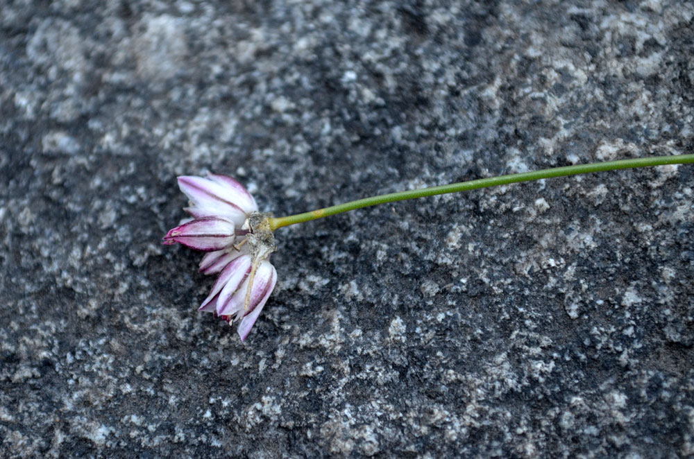 Image of genus Allium specimen.