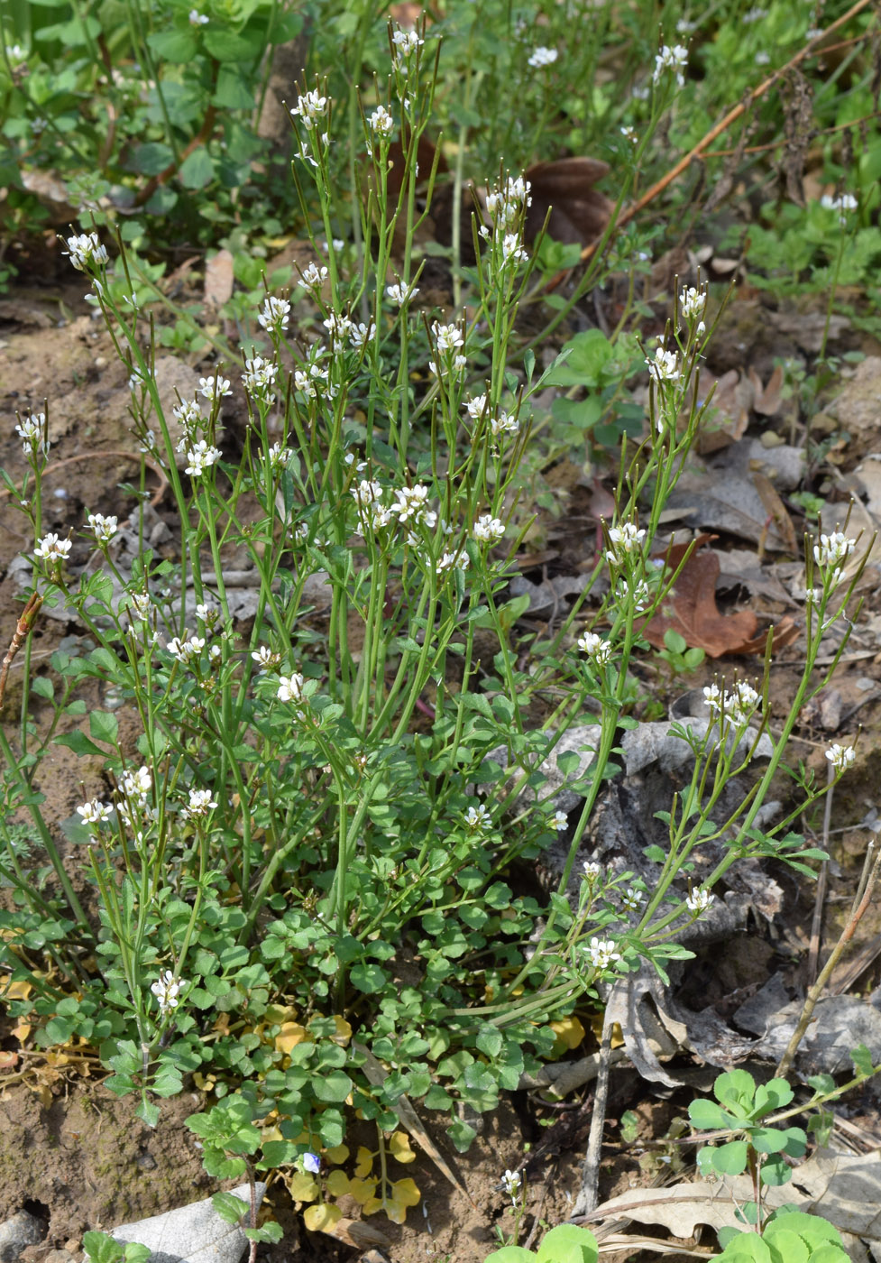 Изображение особи Cardamine hirsuta.