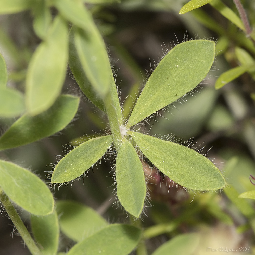 Image of Dorycnium herbaceum specimen.