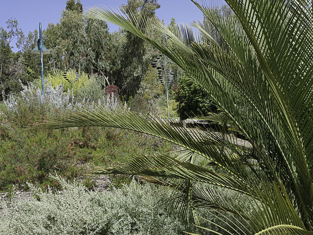 Image of Macrozamia riedlei specimen.