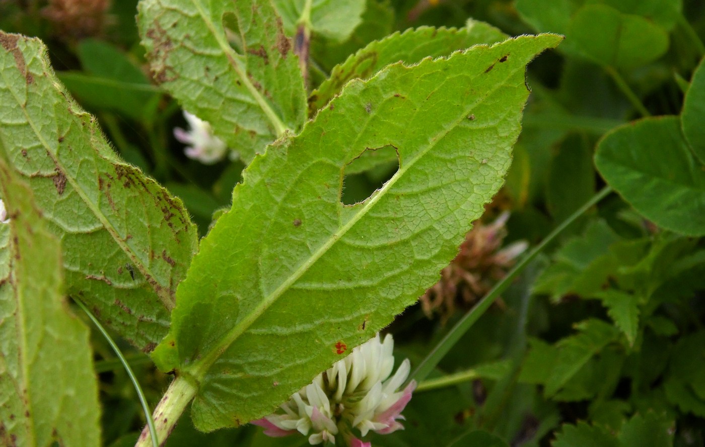 Image of Inula grandiflora specimen.