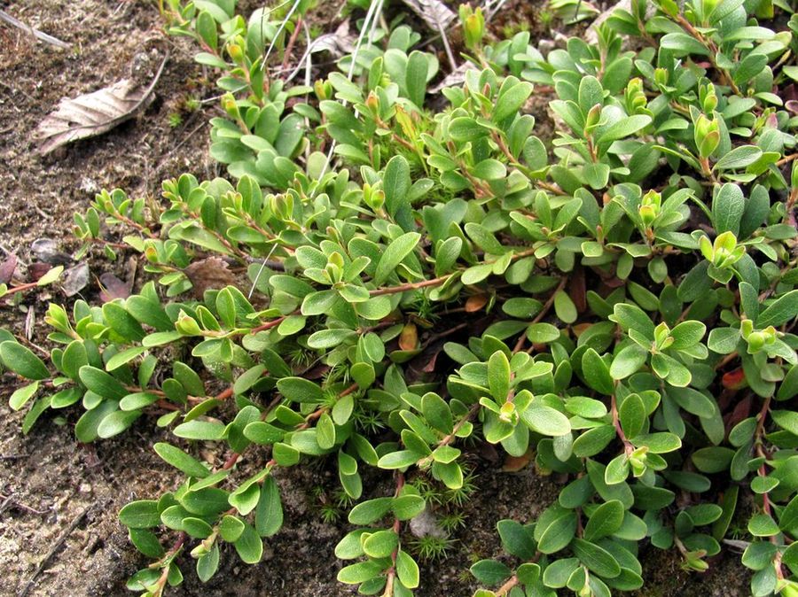 Изображение особи Arctostaphylos uva-ursi.