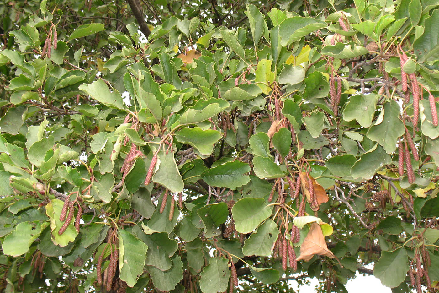 Image of Alnus glutinosa specimen.