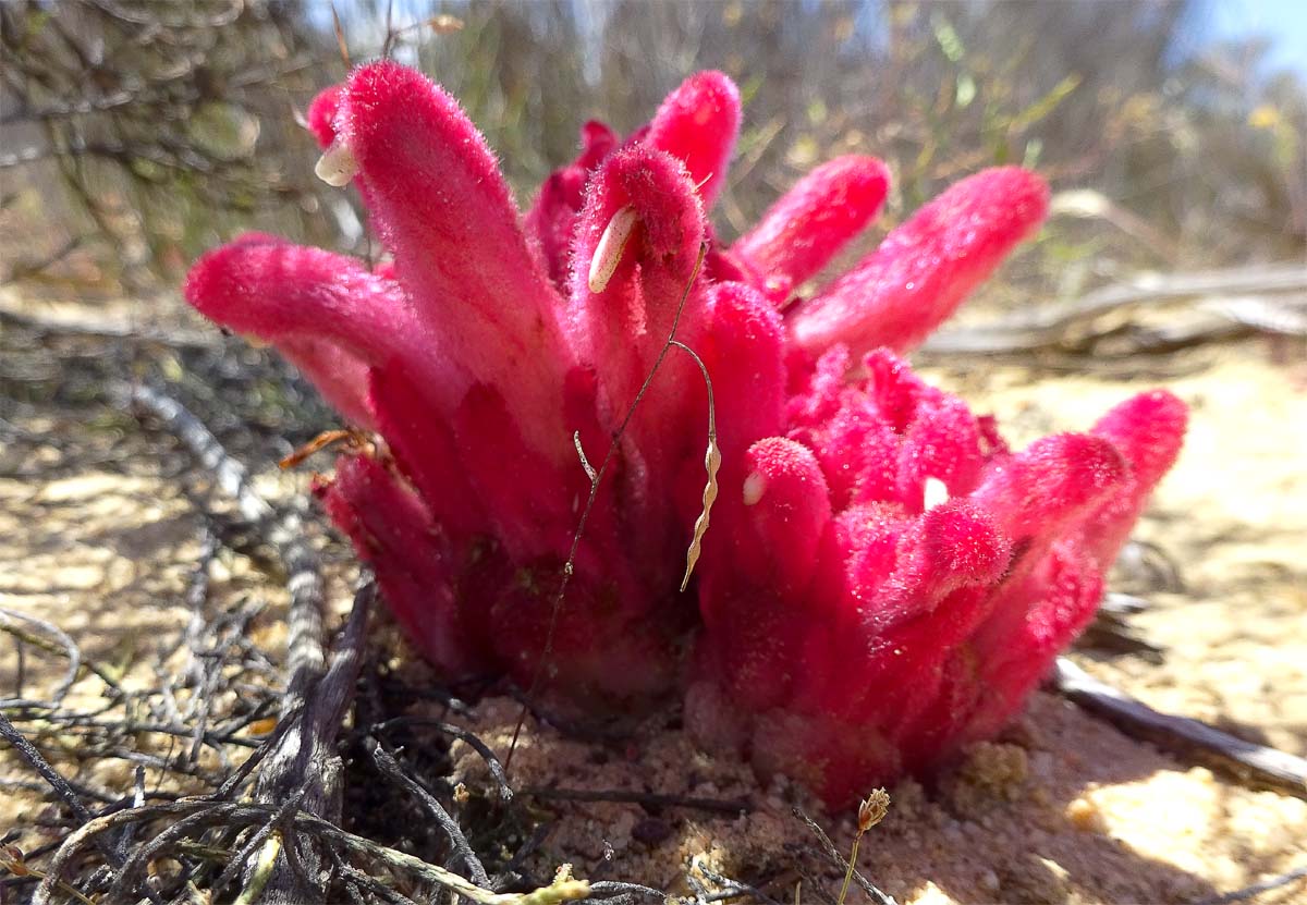 Изображение особи Hyobanche sanguinea.