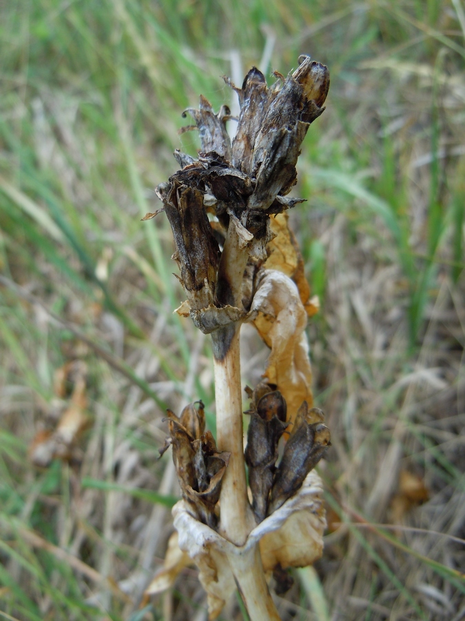 Изображение особи Gentiana cruciata.