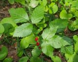Смотреть изображение Rubus saxatilis