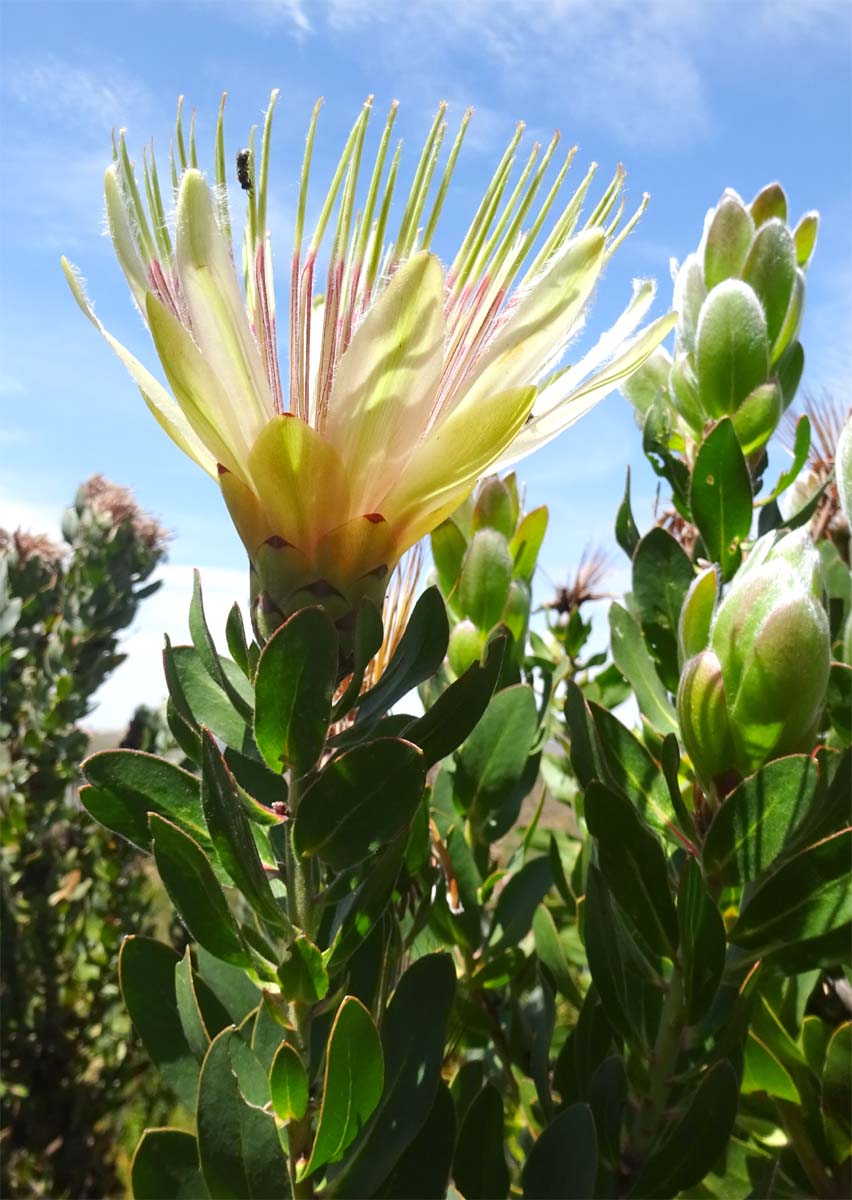 Изображение особи Protea aurea.