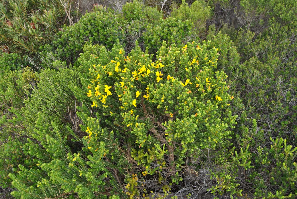 Изображение особи Aspalathus capensis.