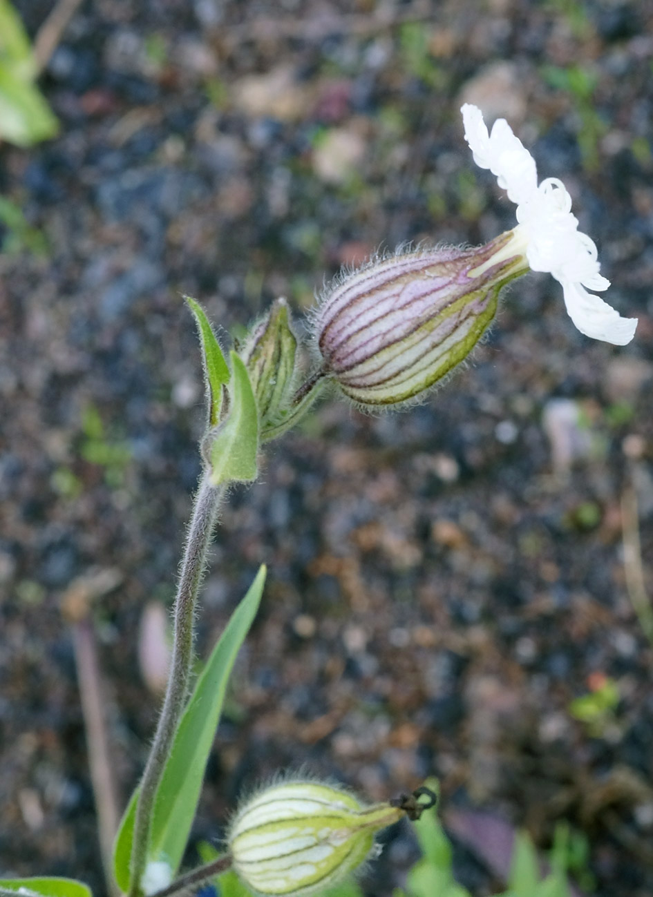 Image of Melandrium album specimen.