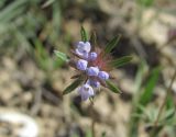 Asperula setosa. Соцветие. Дагестан, окр. с. Талги, каменистое место. 22.04.2019.