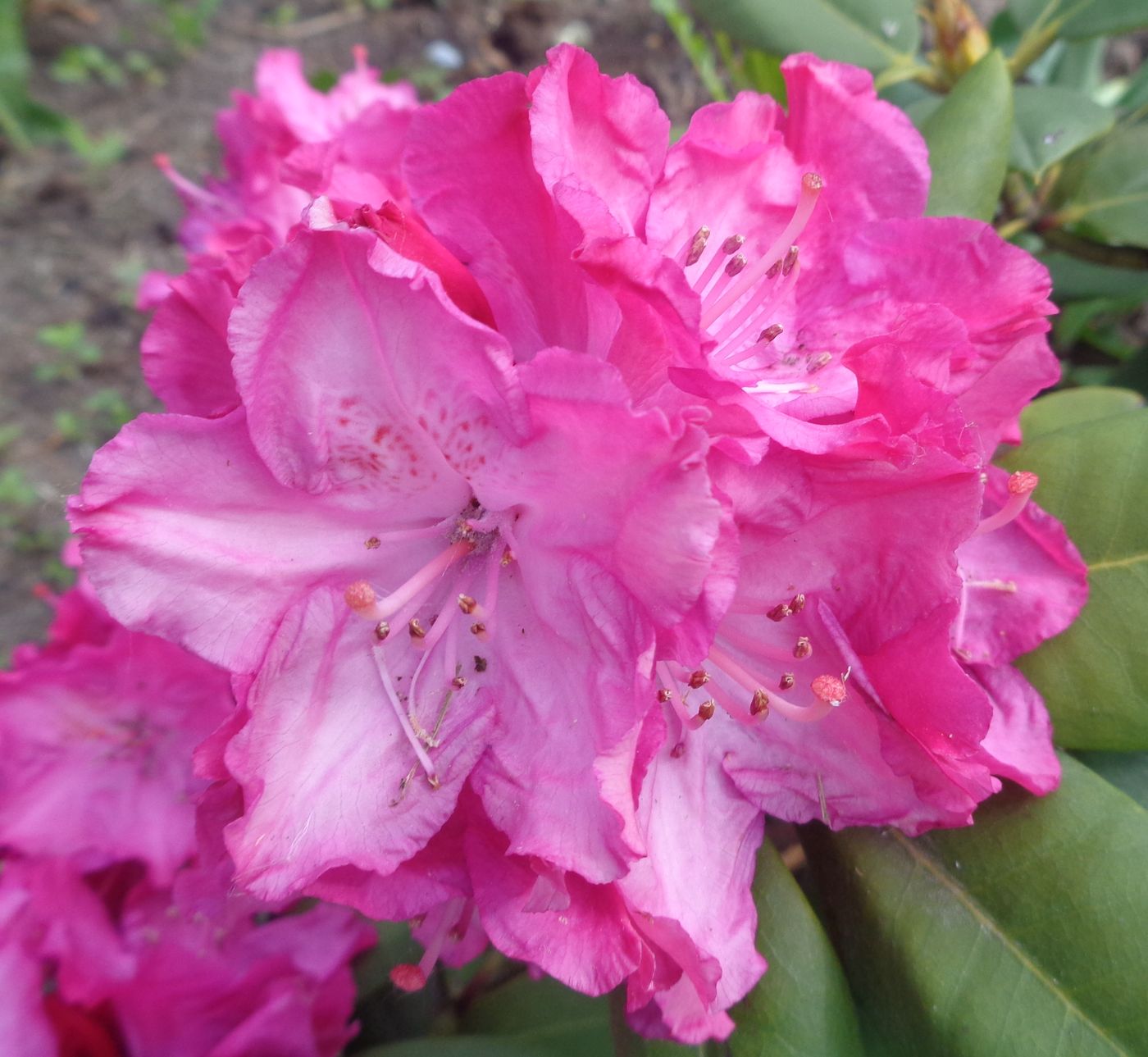 Изображение особи род Rhododendron.