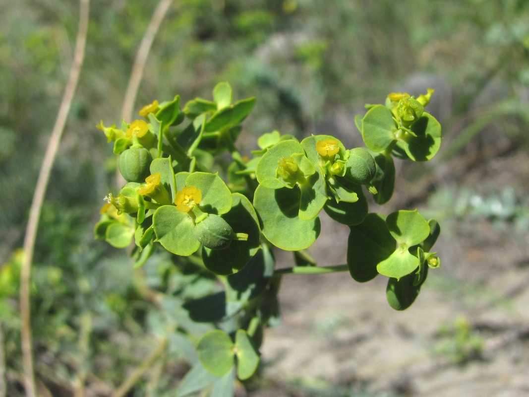 Изображение особи род Euphorbia.