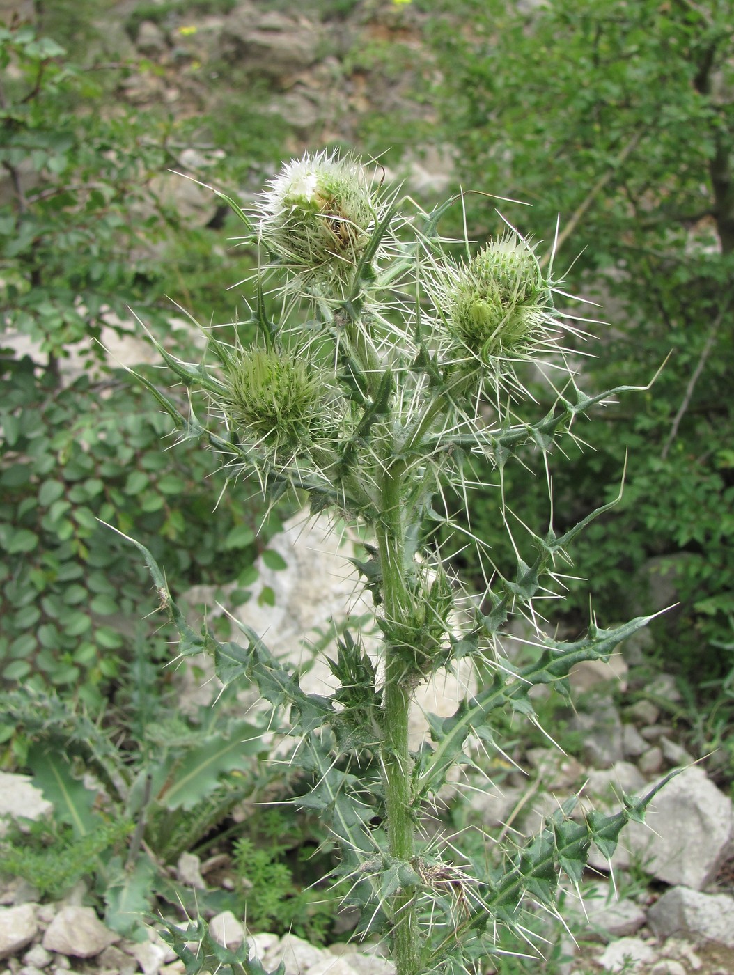 Image of Cirsium echinus specimen.