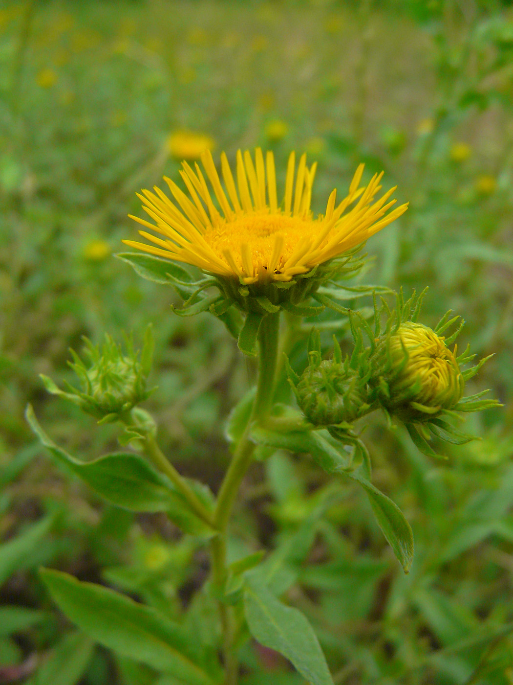 Image of Inula britannica specimen.