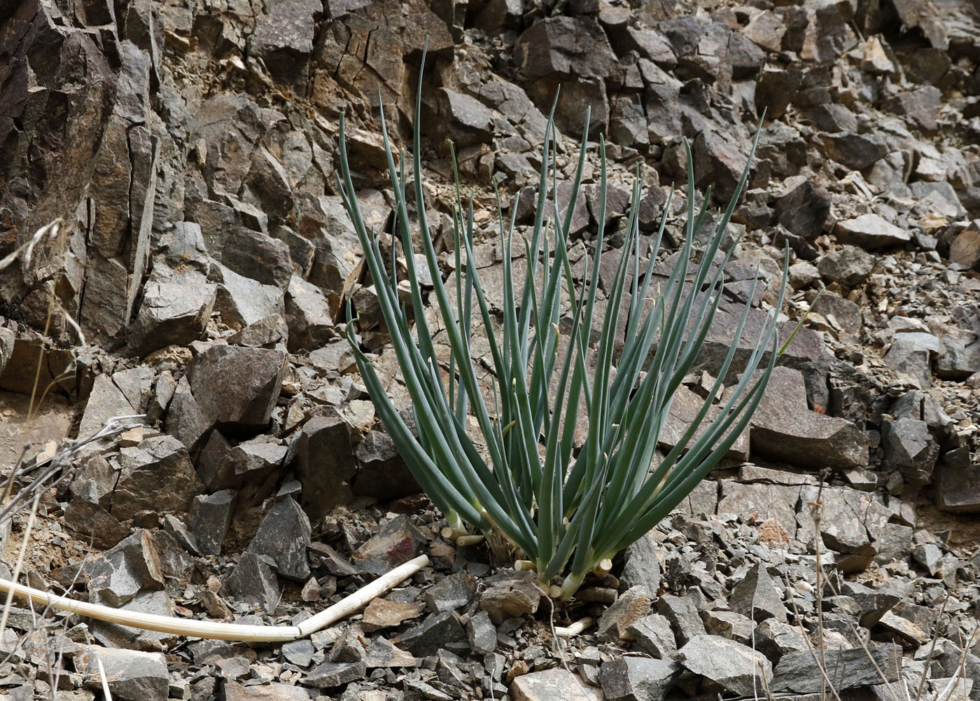 Изображение особи Allium galanthum.