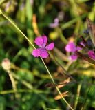 Dianthus armeria. Верхушка побега с цветком. Сербия, национальный парк Тара, плоскогорье Равна Тара, луг. 08.07.2019.