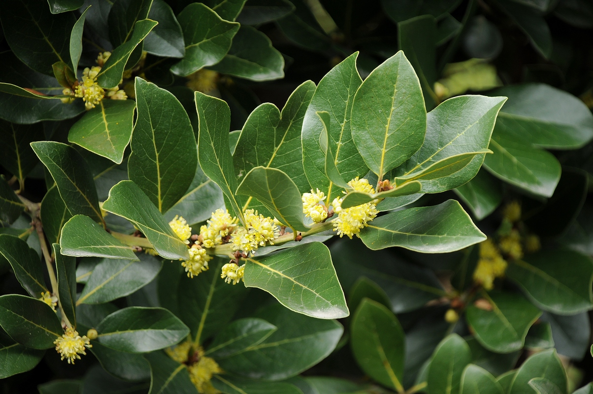 Изображение особи Laurus nobilis.