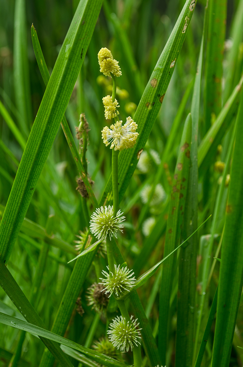 Image of Sparganium emersum specimen.