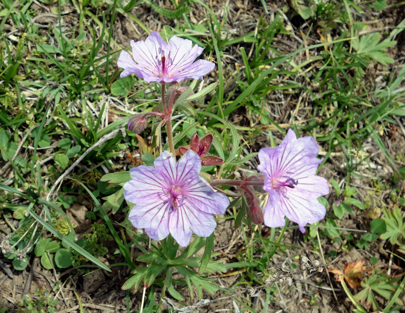 Image of Geranium transversale specimen.