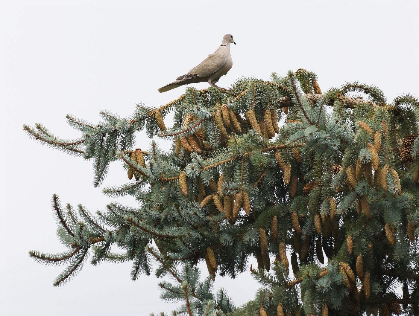 Image of Picea pungens f. glauca specimen.