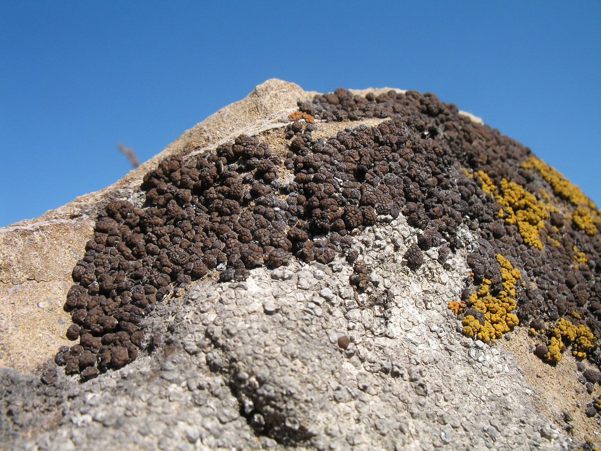 Image of genus Acarospora specimen.