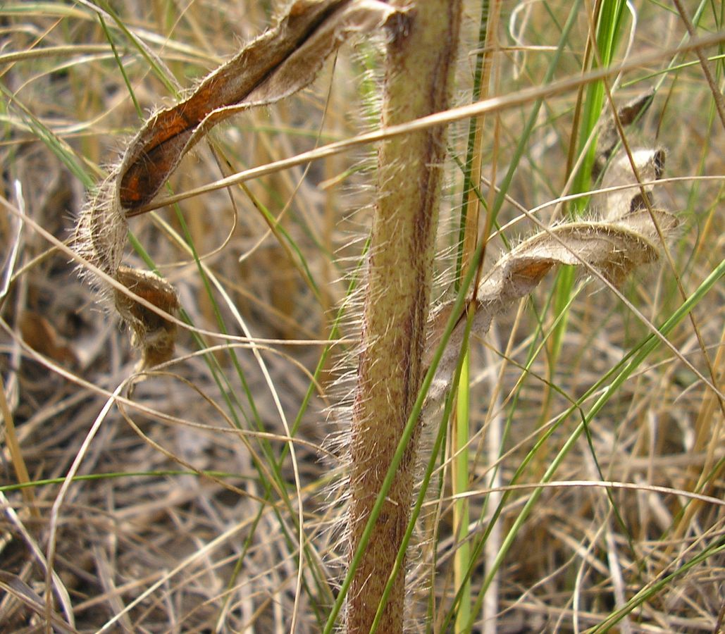 Image of Hieracium pervagum specimen.