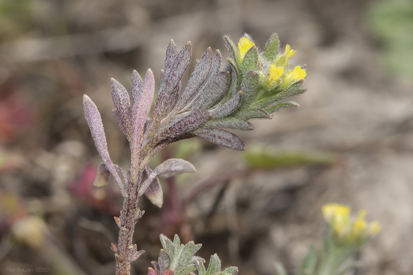 Image of genus Alyssum specimen.