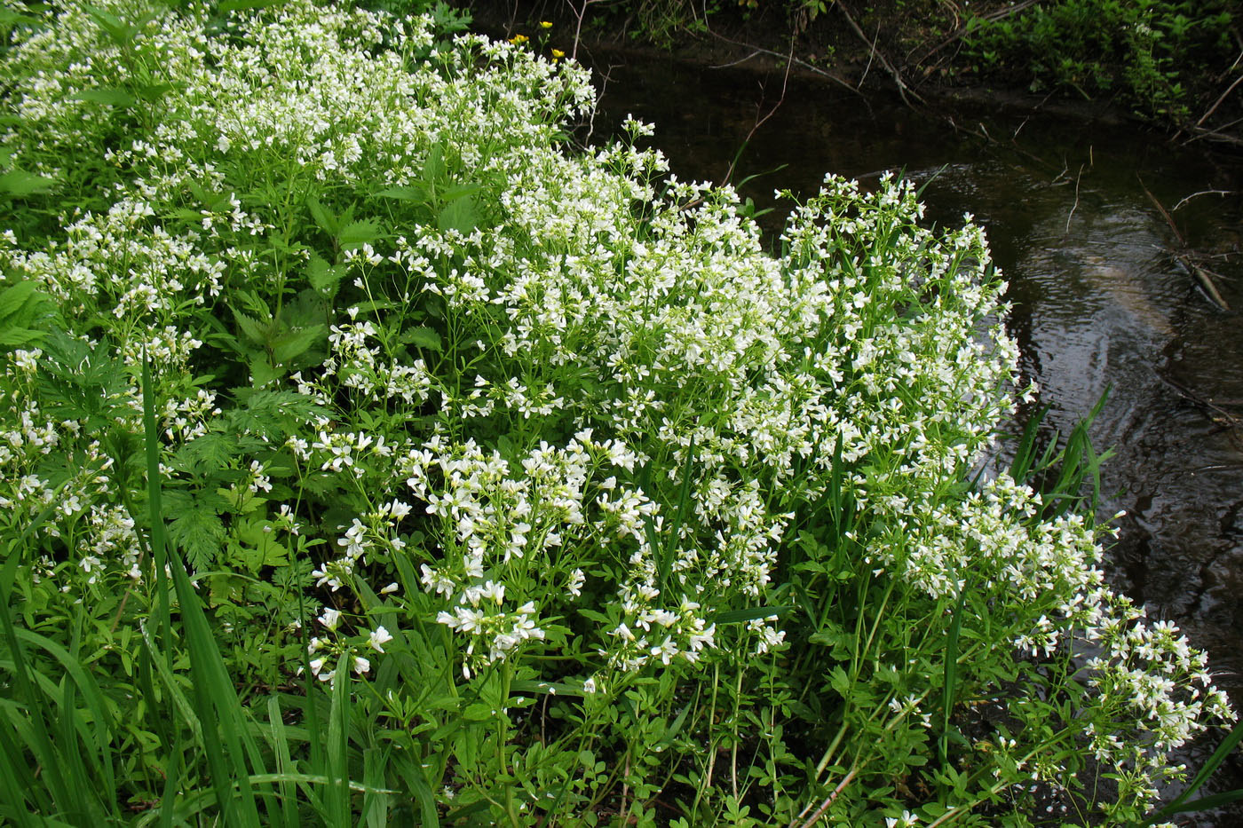 Изображение особи Cardamine amara.