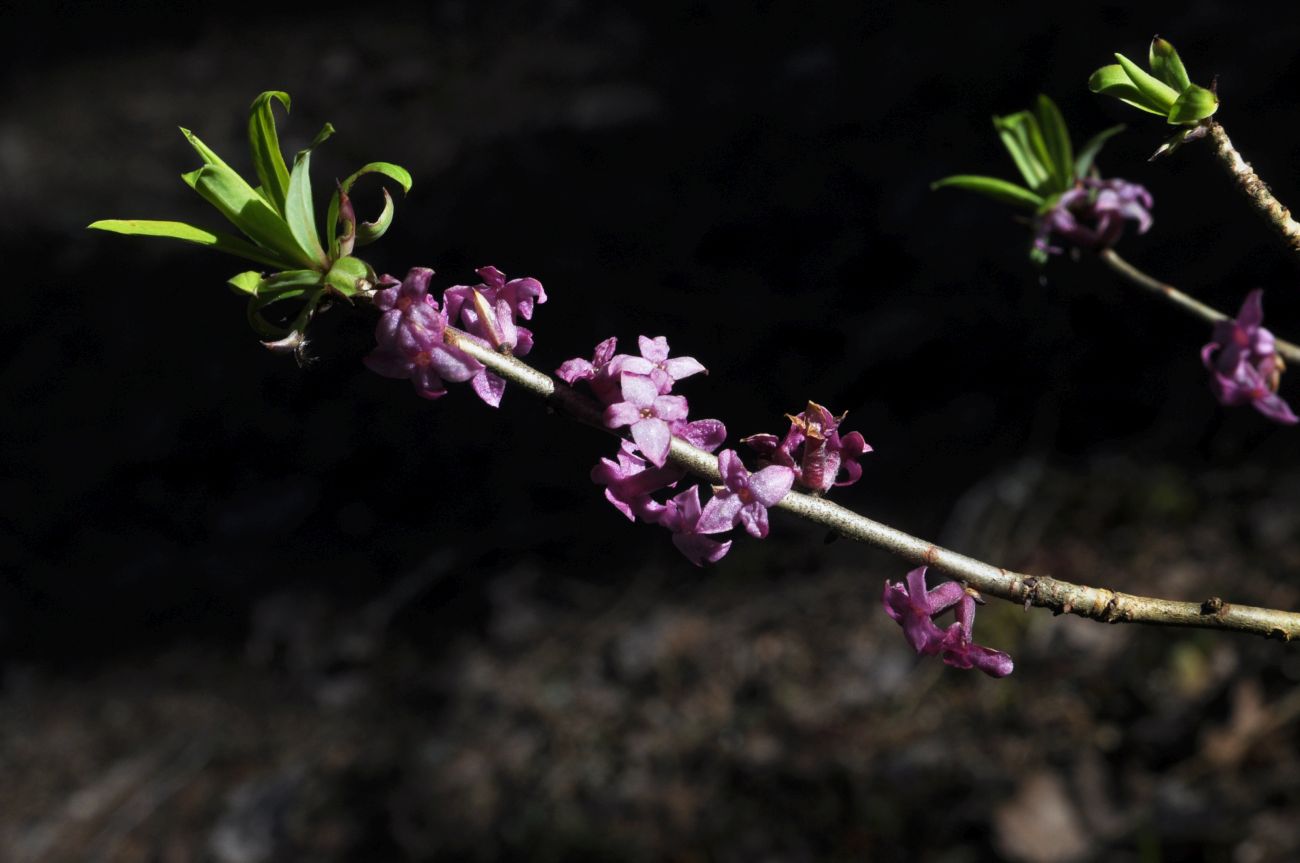 Изображение особи Daphne mezereum.