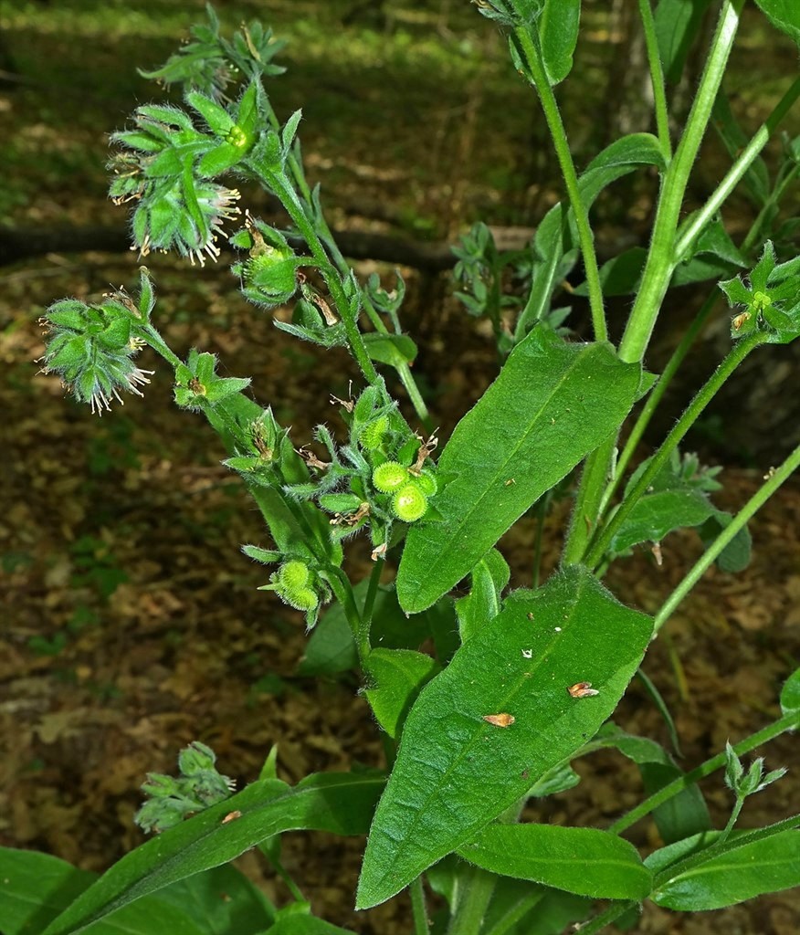 Изображение особи Solenanthus biebersteinii.