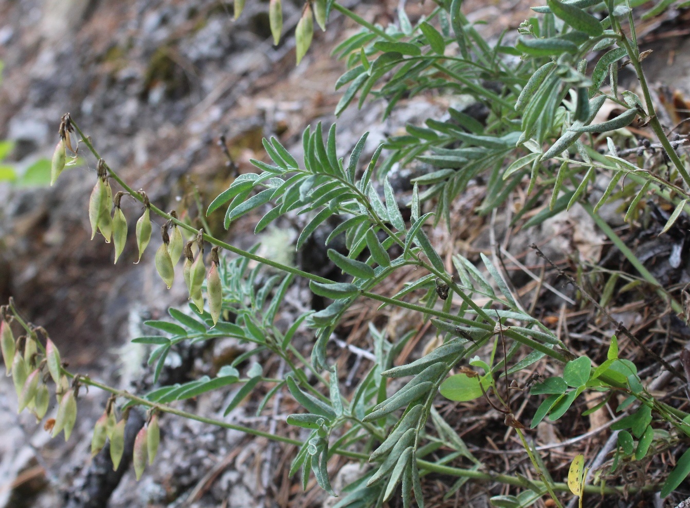 Изображение особи Astragalus gorczakovskii.