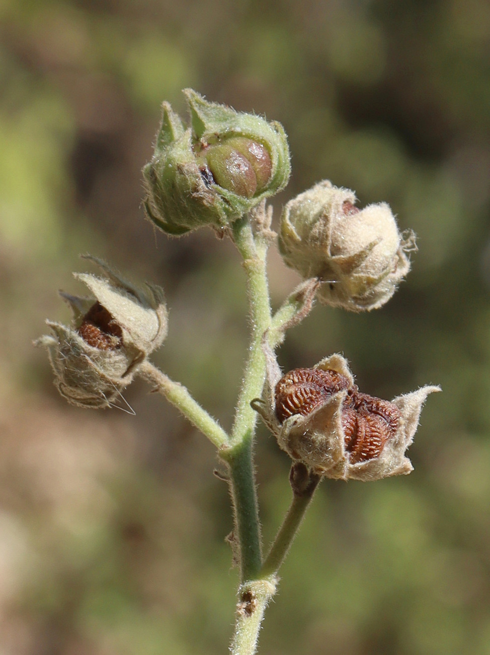 Image of Althaea narbonensis specimen.