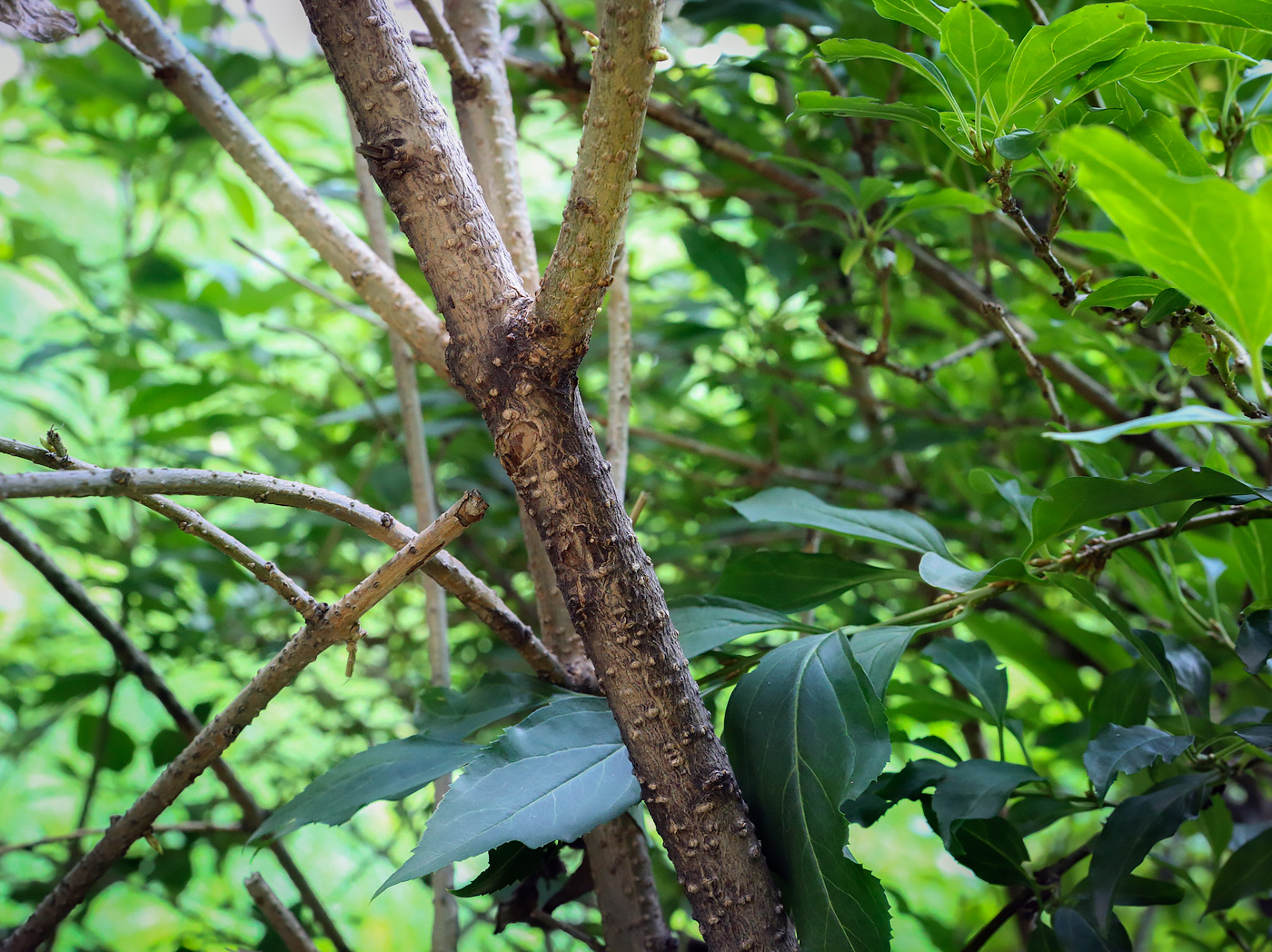 Image of genus Forsythia specimen.