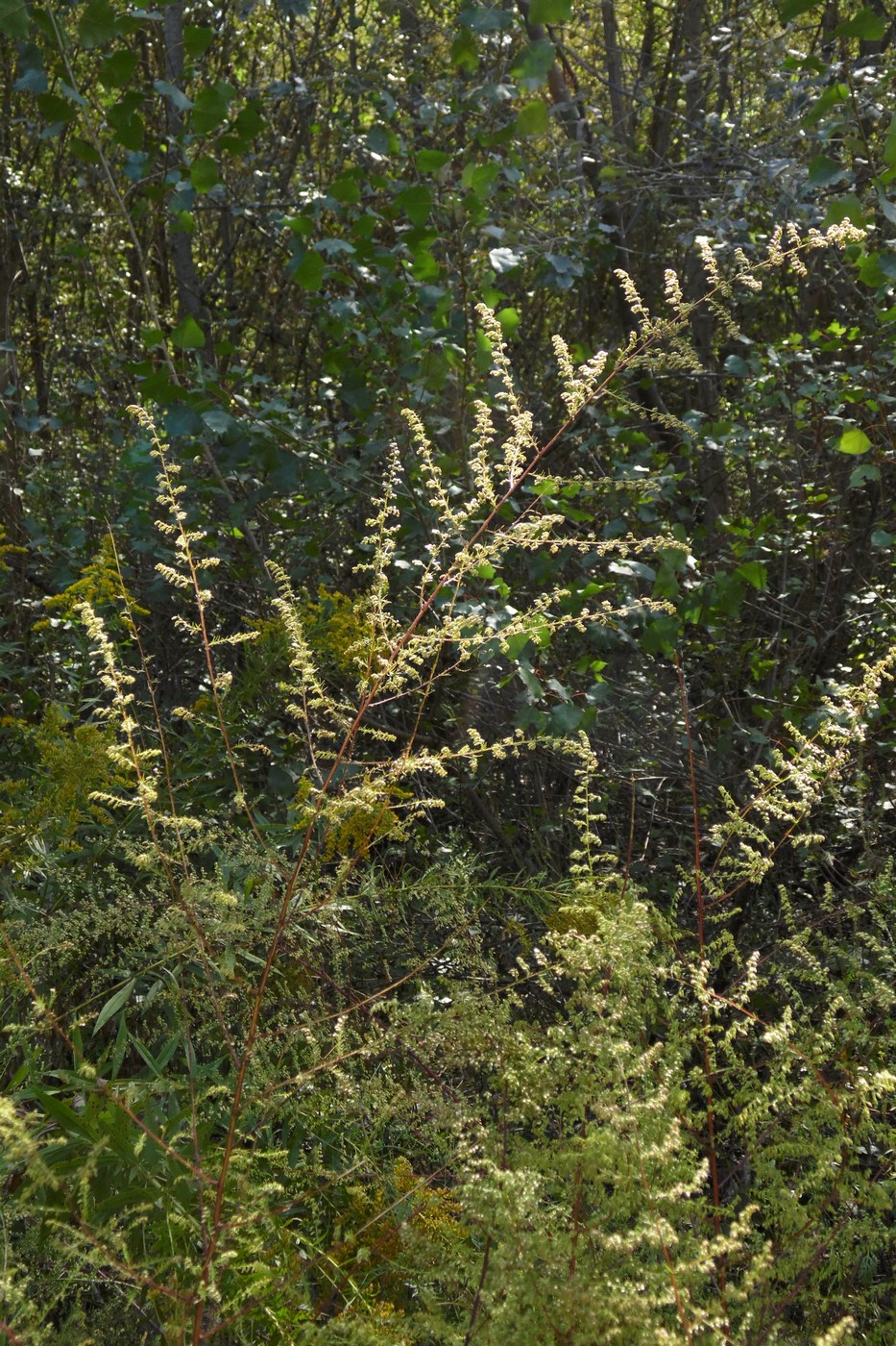 Image of Artemisia scoparia specimen.