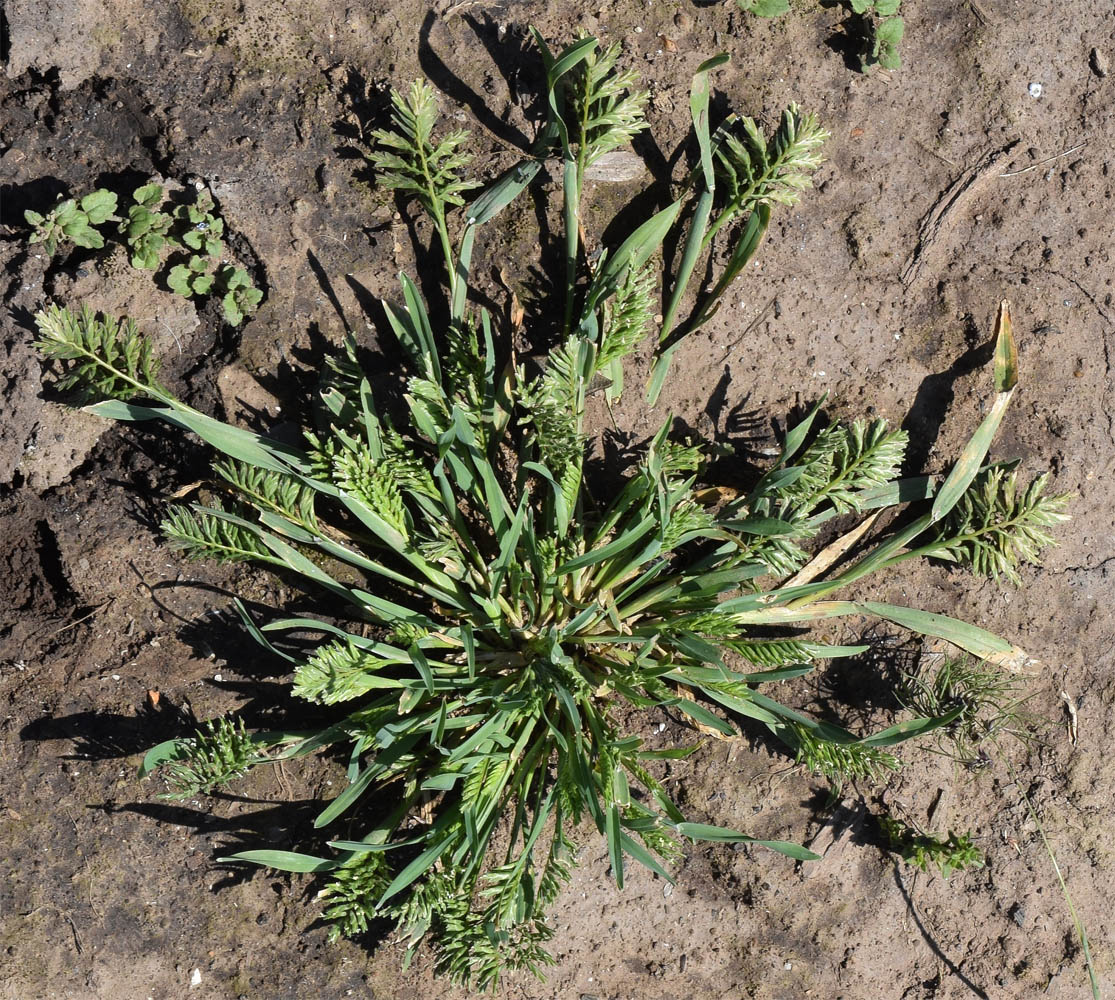 Image of Sclerochloa dura specimen.