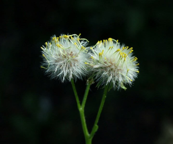 Изображение особи Senecio vulgaris.