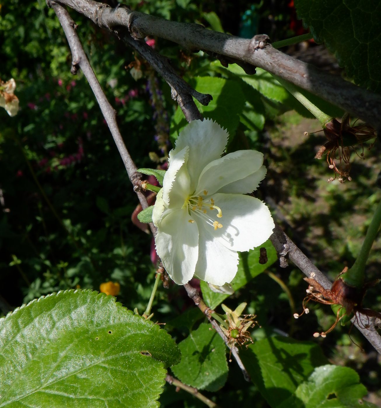 Image of Prunus domestica specimen.