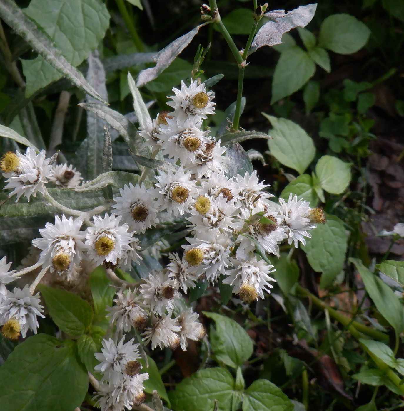 Изображение особи Anaphalis margaritacea.