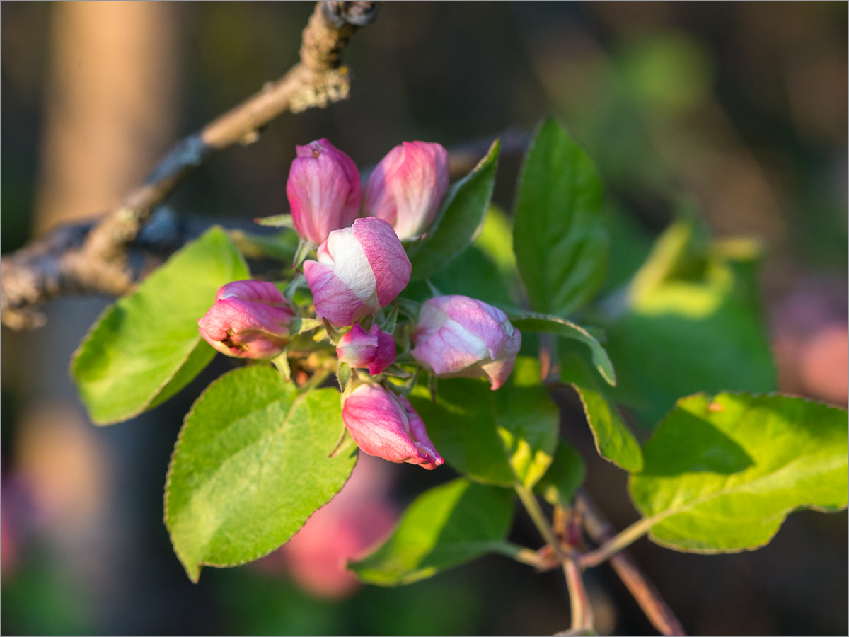 Изображение особи Malus domestica.