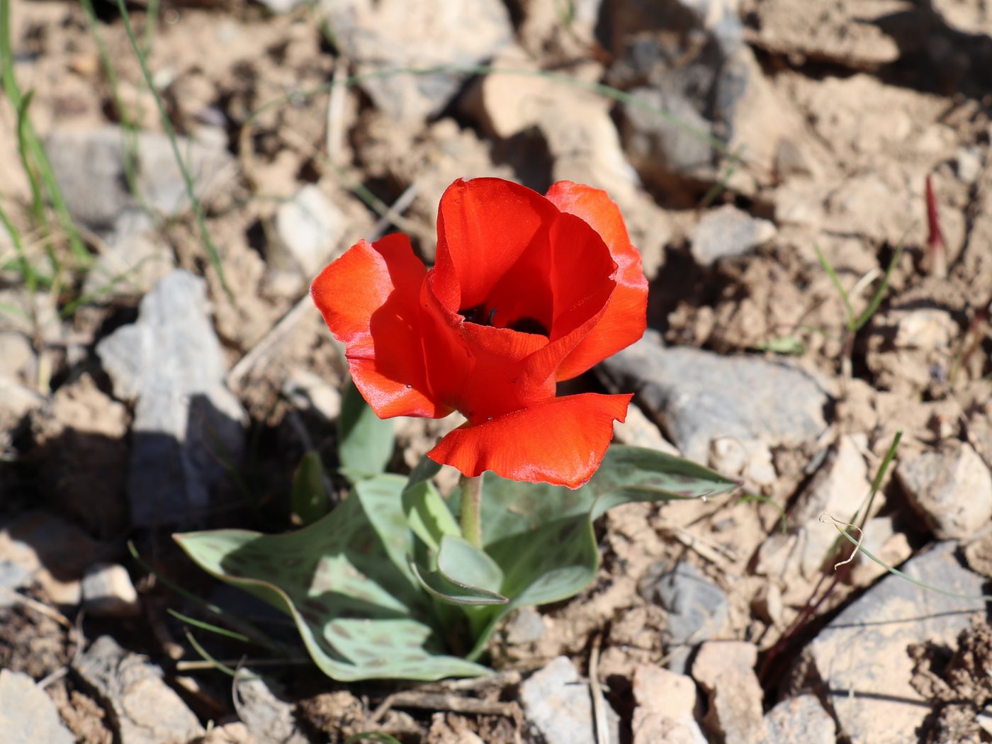 Image of Tulipa greigii specimen.