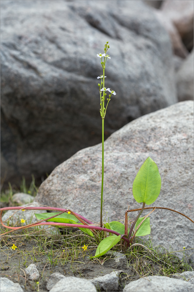 Image of Alisma plantago-aquatica specimen.