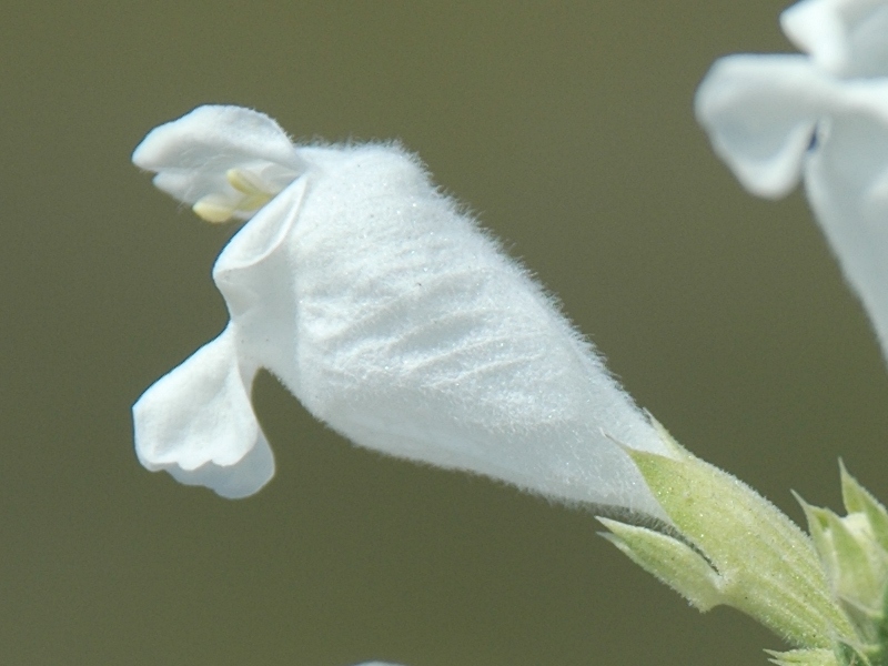 Image of Dracocephalum peregrinum specimen.