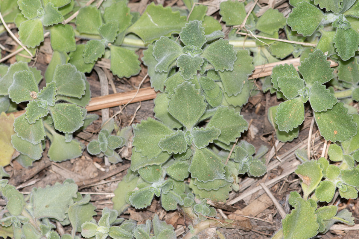 Image of Coleus australis specimen.