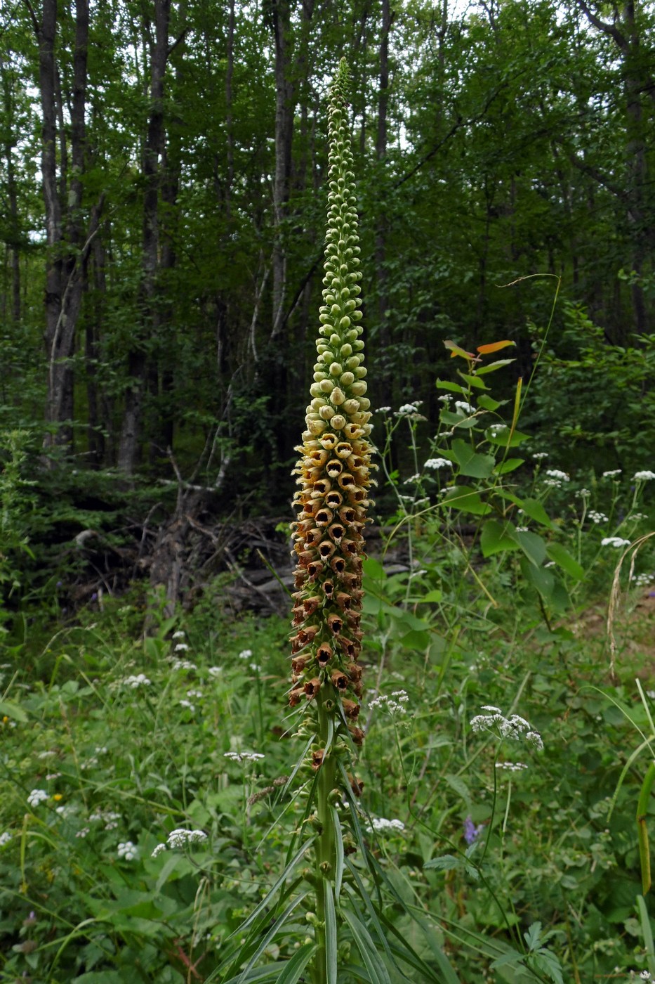 Изображение особи Digitalis schischkinii.