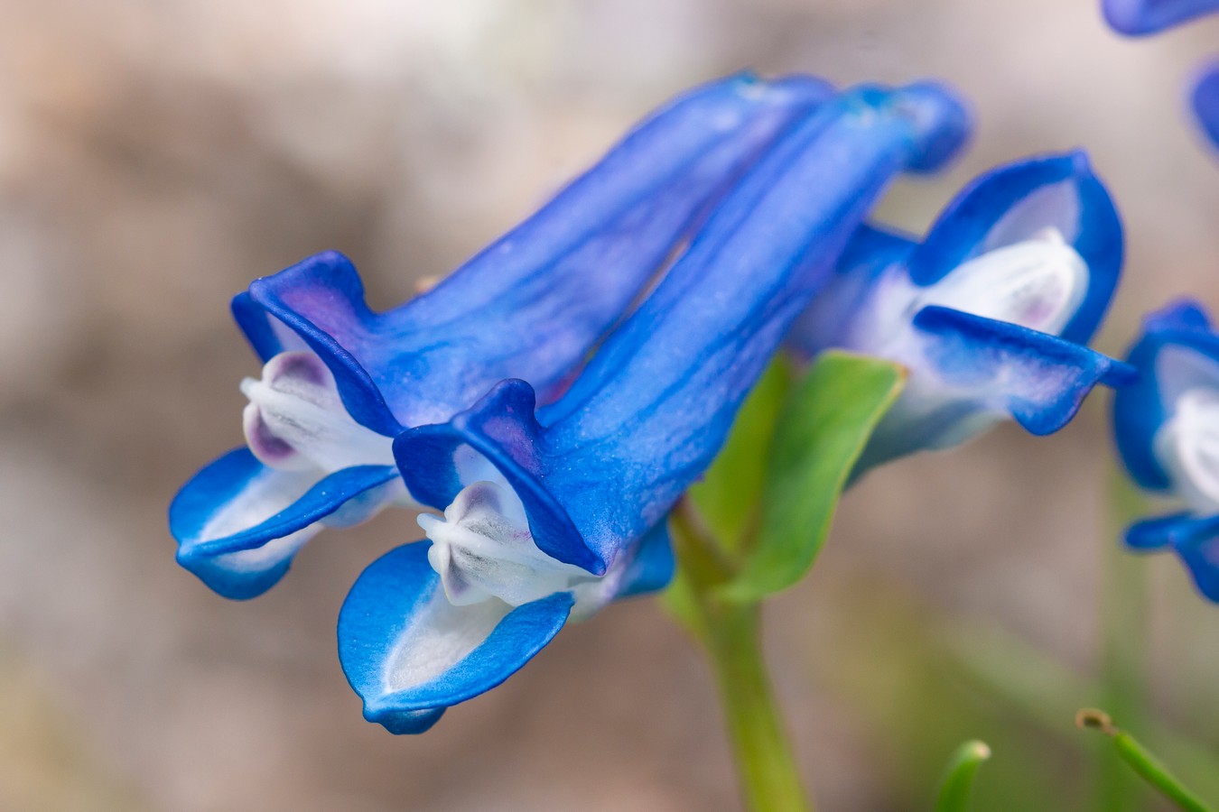 Image of Corydalis alpestris specimen.