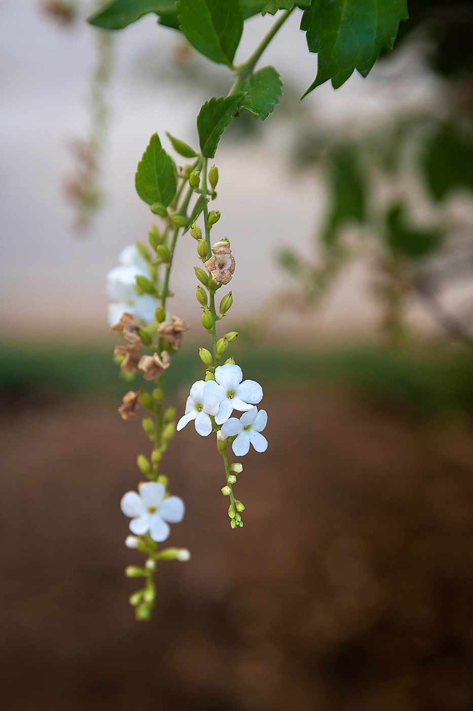 Изображение особи Duranta erecta.