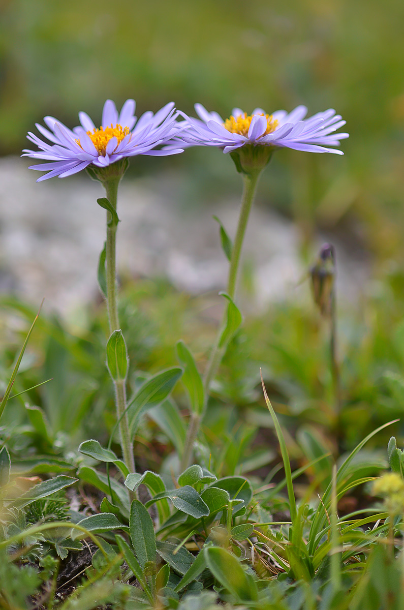 Изображение особи Aster alpinus.